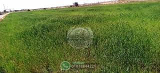 100 فدان مزروعة قمح قابله للتجزئة