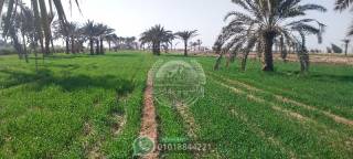 ارض زراعيه 27 2 فدان بالواحات البحريه