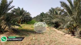 مزرعه 10 للبيع ملك مسجل نهائي
