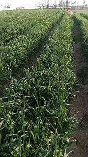 مزرعه20فدان بوجهه على طريق اسفلت