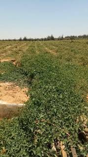 مزرعه39فدان فى وادى النطرون