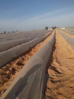 مزرعه40فدان فى وادى النطرون