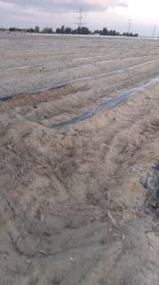 مزرعه15فدان فى وادى النطرون