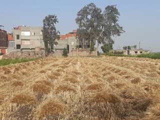 قطعة ارض زراعي للبيع في مدينه المنصوره من المالك