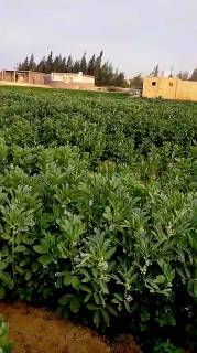 مزرعه4فدان فى وادى النطرون