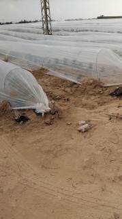 مزرعه 39فدان فى وادى النطرون