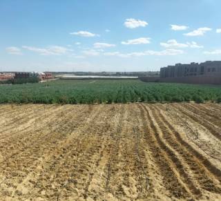 مزرعه10فدان فى وادى النطرون بموقع مميز