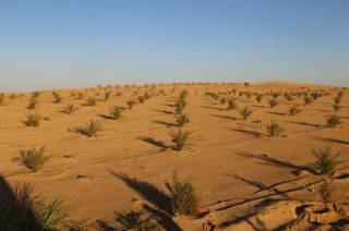 5فدان مزروع زيتون عمر سنة ونص وقسط 4سنين بدون فوائ