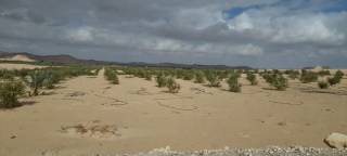 أرض زراعية 500 فدان في سيوة