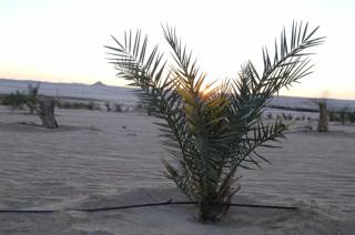 أرض زراعية 500 فدان في سيوة