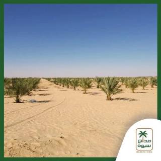 أرض زراعية 500 فدان في سيوة
