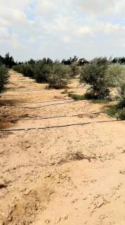 مزرعه20فدان فى وادى النطرون للبيع