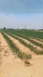 مزرعه4فدان فى وادى النطرون