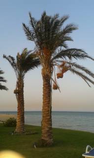 شاليه للبيع في لافيستا العين السخنه استلام فوري