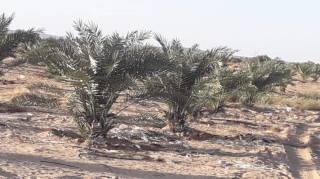 للبيع مزرعة اربعه عشر فدان مقننة وخالصة الدفع