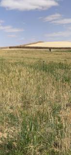 استثمر الان في 5 فدان نخيل مجدول في واحة سيوة