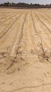 ارض للبيع بالبحيرة بوادي النطرون مساحة 14 فدان