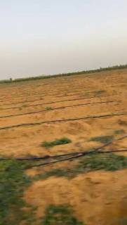 مزرعه17فدان فى وادى النطرون