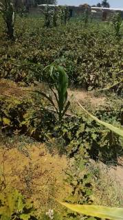 مزرعه6فدان فى وادى النطرون