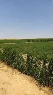 مزرعه 100 فدان للبيع