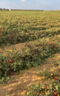 17 فدان للبيع فى وادى النطرون