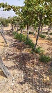 ارض للبيع بالبحيرة بوادي النطرون مساحة 14 فدان