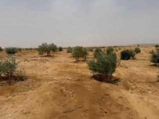 أرض زراعية 500 فدان في سيوة