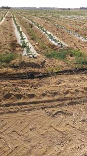 مزرعه20فدان فى وادى النطرون للبيع