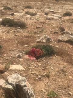 مشروع الربوة الخضراء