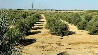 مزرعه17فدان منتجه للبيع