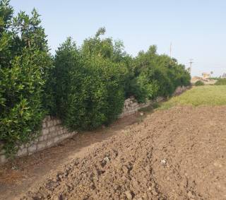 اارض بور للليع