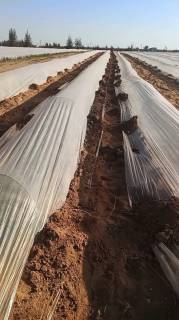 مزرعه40فدان للبيع فى وادى النطرون