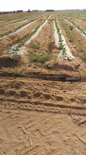 أرض زراعية عقد خالص الثمن مساحة 750 فدان بسعر مناس