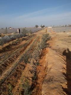 مزرعه28فدان بتقسيم الاهرام