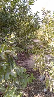 مزرعه20فدان بها رخصه دواجن