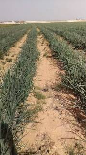 مزرعه20فدان بها رخصه دواجن