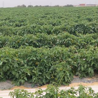 مزرعه20فدان بها رخصه دواجن