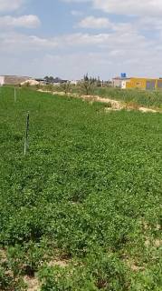 مزرعه20فدان بها رخصه دواجن