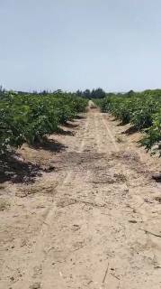 مزرعه20فدان منتجه للبيع فى وادى النطرون