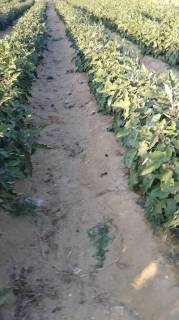 مزرعه3 فدان فى وادى النطرون